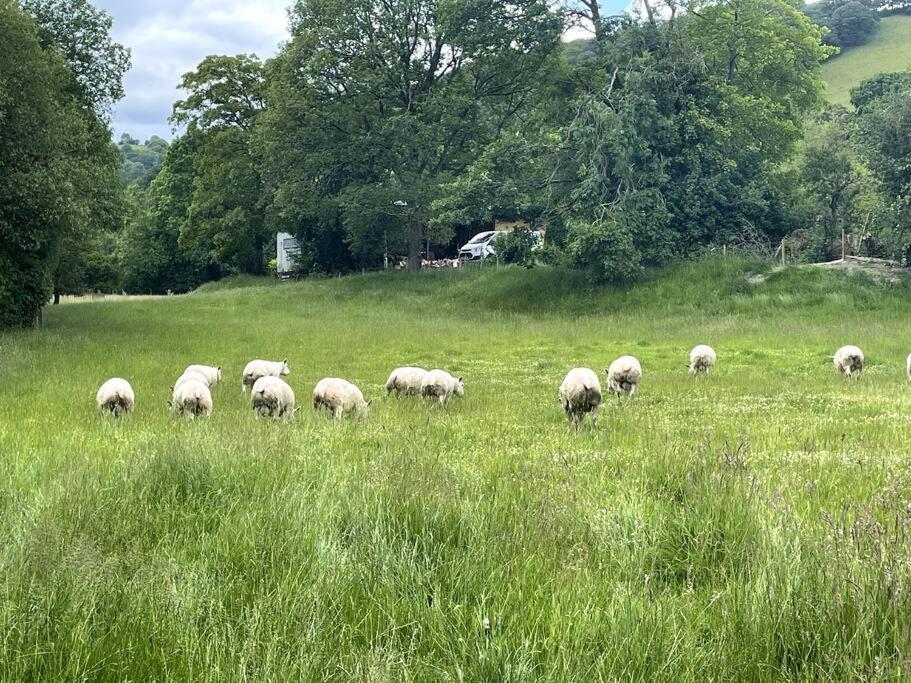 Y Felin Bed And Breakfast And Smallholding 카이어수스 외부 사진